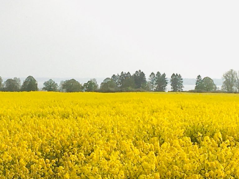 Gelbes Meer mit Plauer See